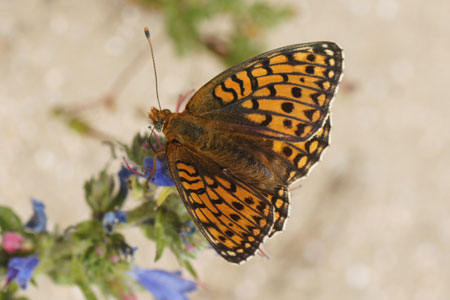 Niobe Fritillary (Argynnis niobe). Family Nymphalidae.