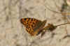 Queen of Spain Fritillary (Issoria lathonia). Family Nymphalidae.