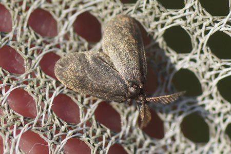 Psyche casta. Family bagworm moths, bagworms, bagmoths (Psychidae).      