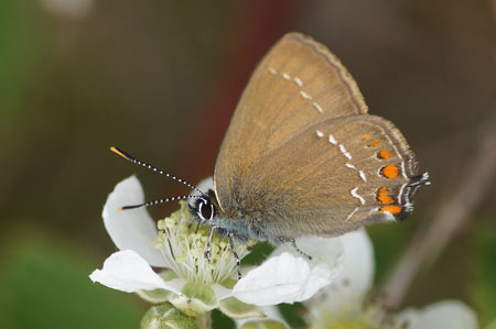 Ilex Hairstreak (Satyrium ilicis). Family Lycaenidae.