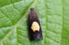 Pammene regiana. Tribe Grapholitini. Subfamily Olethreutinae. Family tortrix moths, leafrollers (Tortricidae).