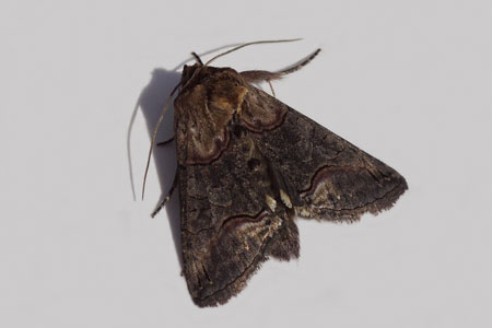 Donker brandnetelkapje (Abrostola triplasia). Tribus Abrostolini. Onderfamilie Plusiinae. Familie uilen (Noctuidae).