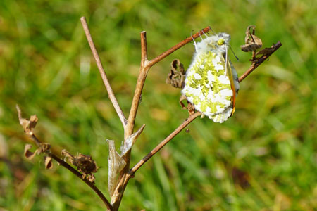 Orange tip (Anthocharis cardamines). Butterfly. Family Pieridae.