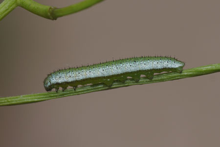 Orange tip (Anthocharis cardamines). Caterpillar. Family Pieridae.