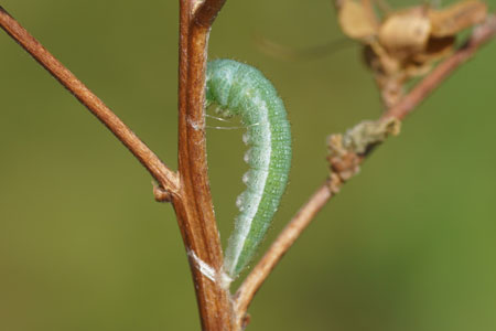 Orange tip (Anthocharis cardamines). Caterpillar. Family Pieridae.