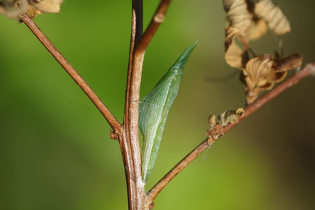 Orange tip (Anthocharis cardamines). Pupa. Family Pieridae.