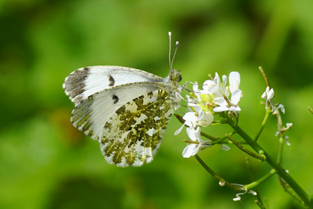 Oranjetipje (Anthocharis cardamines). Vrouw. Familie witjes (Pieridae). 