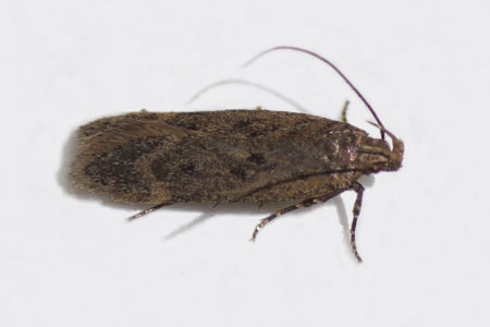 Bryotropha. Family Twirler moths or gelechiid moths (Gelechiidae). 