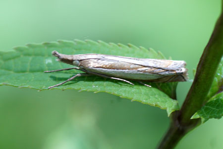 Zilverstreepgrasmot (Crambus pascuella). Onderfamilie Crambinae. Familie grasmotten (Crambidae).