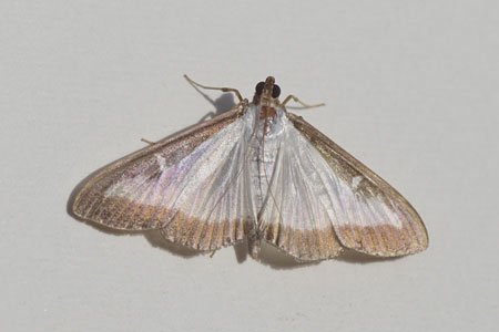 Box tree moth (Cydalima perspectalis). Subfamily Spilomelinae. Family grass moths (Crambidae).