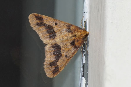 Grote wintervlinder (Erannis defoliaria). Man.  Tribus Bistonini. Onderfamilie Ennominae. Familie spanners (Geometridae).