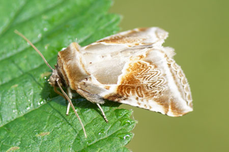 Buff Arches (Habrosyne pyritoides). Family hook-tips (Drepanidae). 