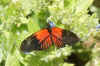 Heliconius melpomene. Exotic!! Family Nymphalidae.  