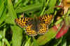 Queen of Spain Fritillary (Issoria lathonia). Family Nymphalidae. 