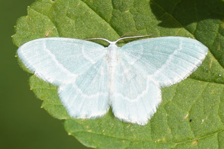 Little emerald (Jodis lactearia). Tribe Hemitheini.  Subfamily Geometrinae. Family geometer moths (Geometridae).