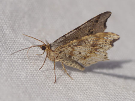 Sharp-angled Peacock (Macaria alternata, formely Semiothisa alternaria). Tribe Macariini. Subfamily Ennominae. Family geometer moths (Geometridae).