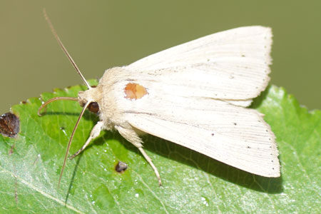 Southern wainscot (Mythimna straminea). Subfamily Hadeninae. Family Noctuidae or Owlet moths.  