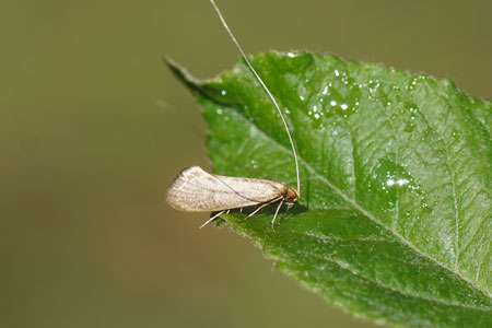 Nematopogon swammerdamella. Family Adelidae.