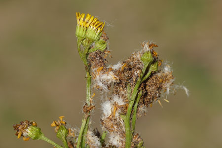 Phycitodes caterpillar. Tribe Phycitini. Subfamily Phycitinae. Family Snout moths, Pyralid Moths (Pyralidae).