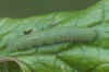 Green-veined White (Pieris napi). Caterpillar. Family Pieridae. From caterpillar to butterfly.