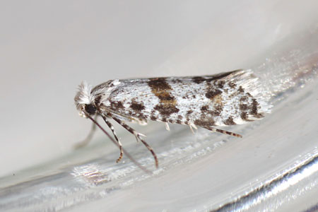 Hawthorn moth (Scythropia crataegella). Genus Argyresthia. Family Ermine moths (Yponomeutidae).