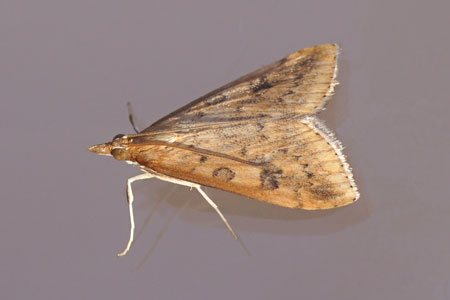 Rusty dot pearl (Udea ferrugalis). Subfamily Pyraustinae. Family grass moths (Crambidae).  