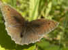 Meadow Brown (Maniola jurtina) male