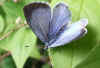 Holly Blue (Celastrina argiolus) Family Lycaenids or Blues.