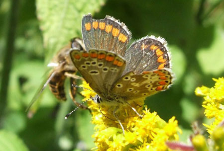 Brown Argus (Aricia agestis, formely Plebeius agestis). Family Lycaenidae or Blues.