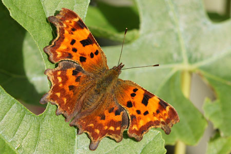 Comma (Polygonia c album) Family Nymphalidae