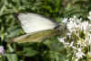 Groot koolwitje (Pieris brassicae) Familie witjes (Pieridae). 