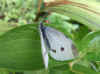 Small White (Pieris rapae) 