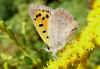 Small Copper, American Copper or Common Copper (Lycaena phlaeas) Family Lycaenids or Blues.