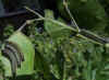 The caterpillars of a large white eating an honesty.