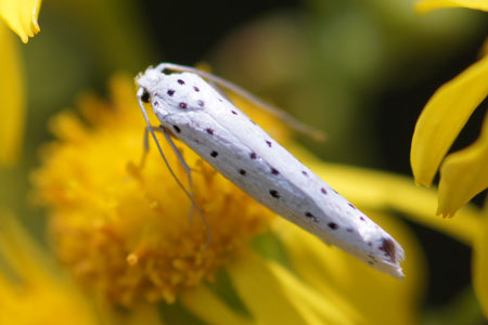 Ermine moth (Yponomeuta) Family Ermine moths (Yponomeutidae)