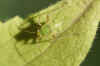 Closterotomus norwegicus - Aardappelprachtblindwants.  Tribus Mirini. Onderfamilie Mirinae. Familie Miridae, Blindwantsen.  nimf