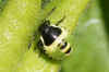 Green Shieldbug (Palomena prasina).Nymph. Family Stink bugs (Pentatomidae).