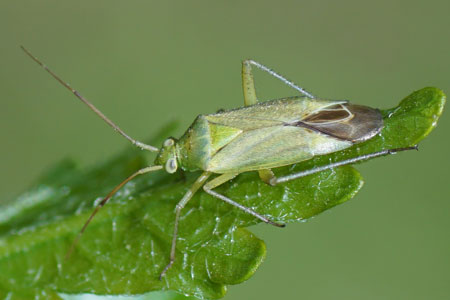 Closterotomus norwegicus. Tribe: Mirini. Subfamily Mirinae. Family Plant Bugs, Miridae.