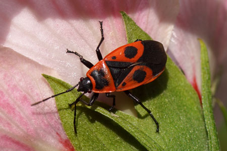 Firebug (Pyrrhocoris apterus). Long-winged, macropterous.