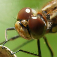 Vagrant Darter (Sympetrum vulgatum).Family Libellulidae.