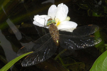 Norfolk Hawker (Aeshna isosceles, Aeshna isosceles). Family Hawkers, darners (Aeshnidae).