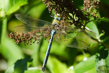 Emperor Dragonfly, Blue Emperor (Anax imperator). Family Hawkers, darners (Aeshnidae).