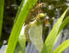 Southern Hawker, Blue Hawker (Aeshna cyanea)