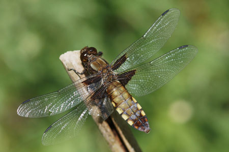 Broad-bodied Chaser (Libellula depressa)female Family Libellulidae