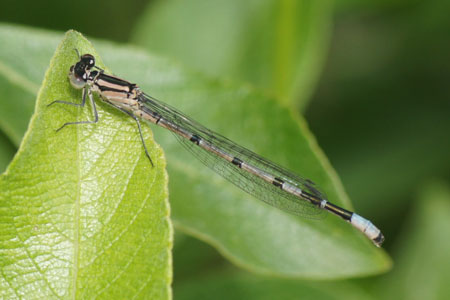 Common Blue Damselfly (Enallagma cyathigerum). Family Coenagrionidae. Female.