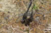 Black Darter, Black Meadowhawk (Sympetrum danae). Family Libellulidae.