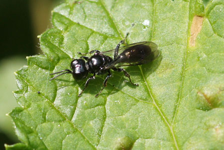 Crossocerus maybe Crossocerus nigritus Family: Crabronidae.