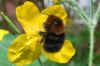 Boomhommel (Bombus hypnorum)