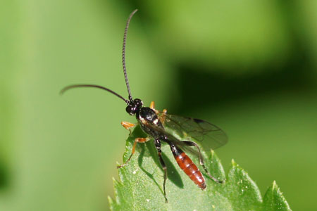 Crypteffigies lanius. Onderfamilie Ichneumoninae. Familie Gewone sluipwespen. Ichneumonidae.