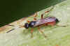 Ichneumon oblongus. Waarschijnlijk! Onderfamilie Ichneumoninae. Familie Gewone sluipwespen. Ichneumonidae.